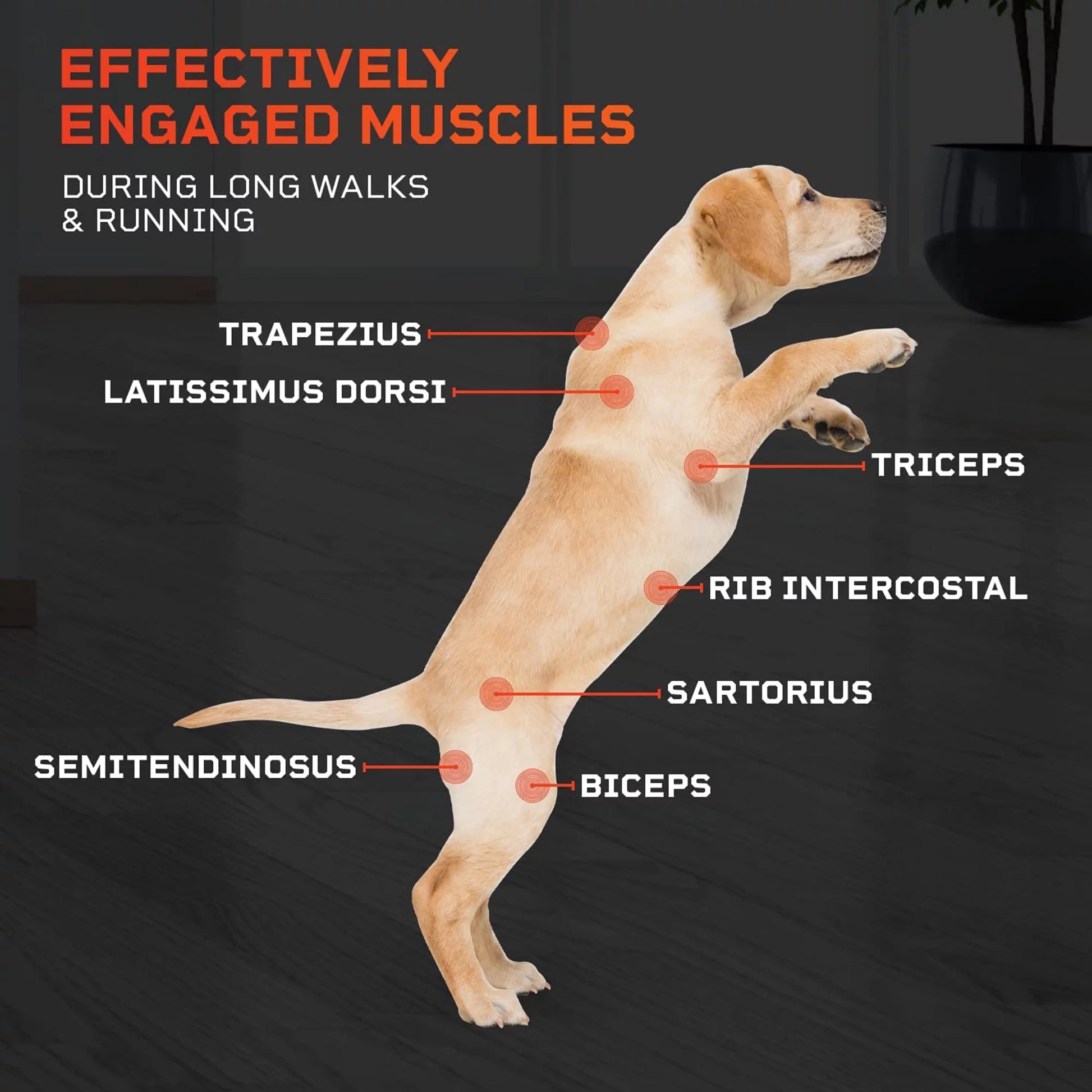 Paw Runner Remote Treadmill for Dogs Small & Medium - Agility Training Equipment