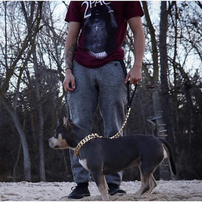 14K Gold-Plated Cuban Link Dog Leash by Big Dog Chains